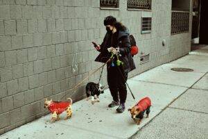 dog walker