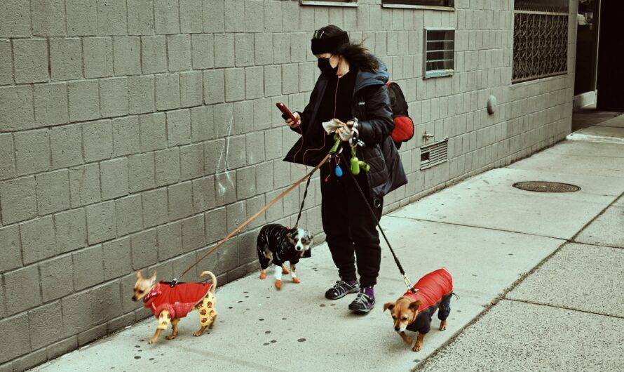 How to Find a Dog Walker in Your Neighborhood?