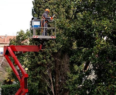 Tree Pruning